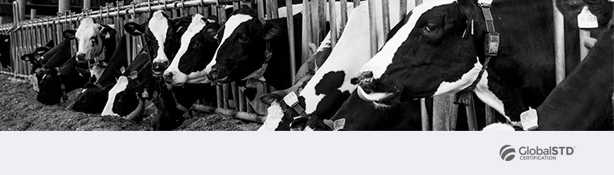portada curso globalstd